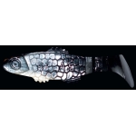 CLONAY 2" CL2-L016